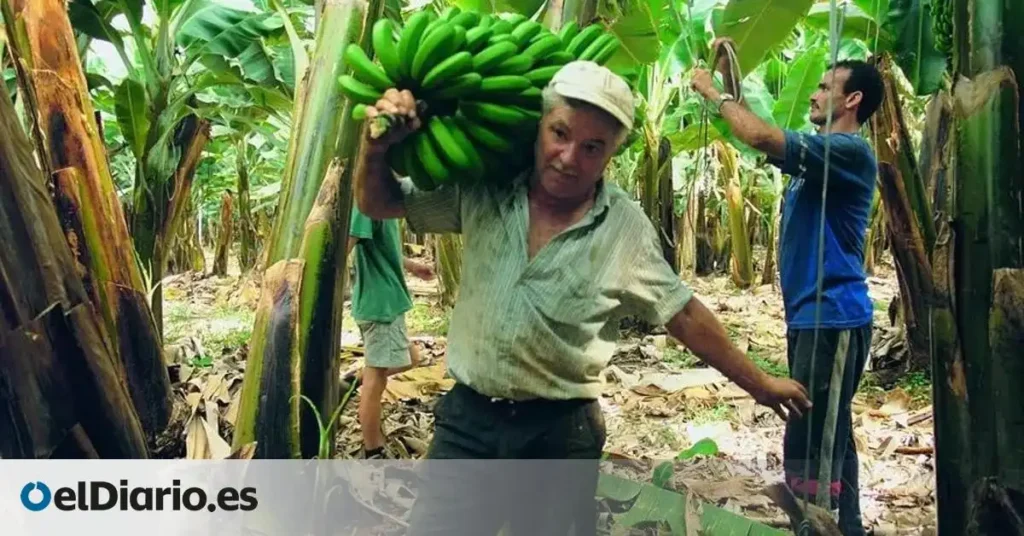 Apoyo Financiero al Sector Platanero en Canarias: Un Respiro para los Productores