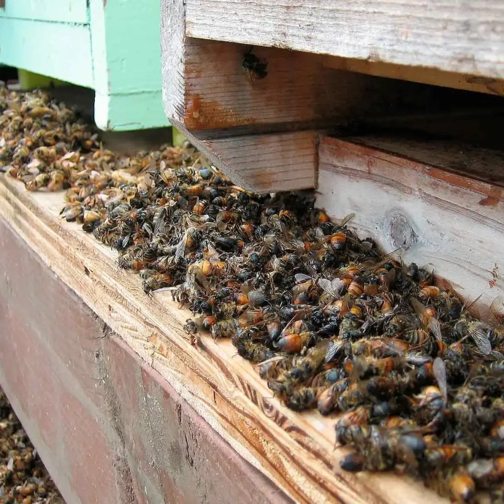Crisis Apícola: La Amenaza Invisible que Destruye Colonias de Abejas en EE. UU.