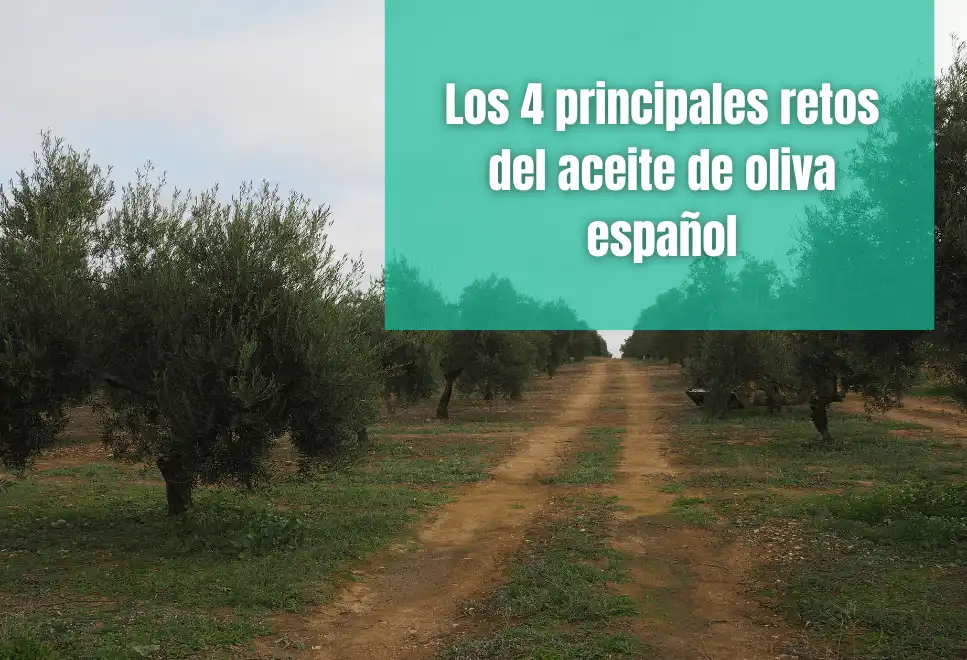 El Aceite de Oliva Español: Resiliencia ante los Desafíos Comerciales