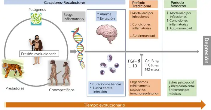 La Depresión: Un Enfoque Sistémico que Integra Inmunidad y Neuronalidad