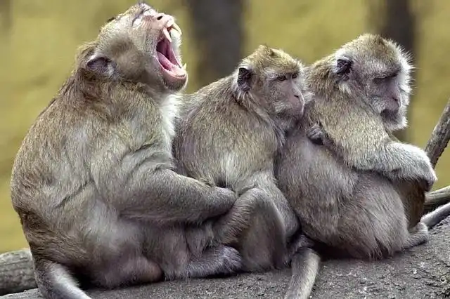 La Homosexualidad en Primates: Un Comportamiento Adaptativo en Entornos Desafiantes