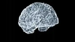 La Longitud de los Dedos: Un Indicador de la Evolución del Cerebro Humano