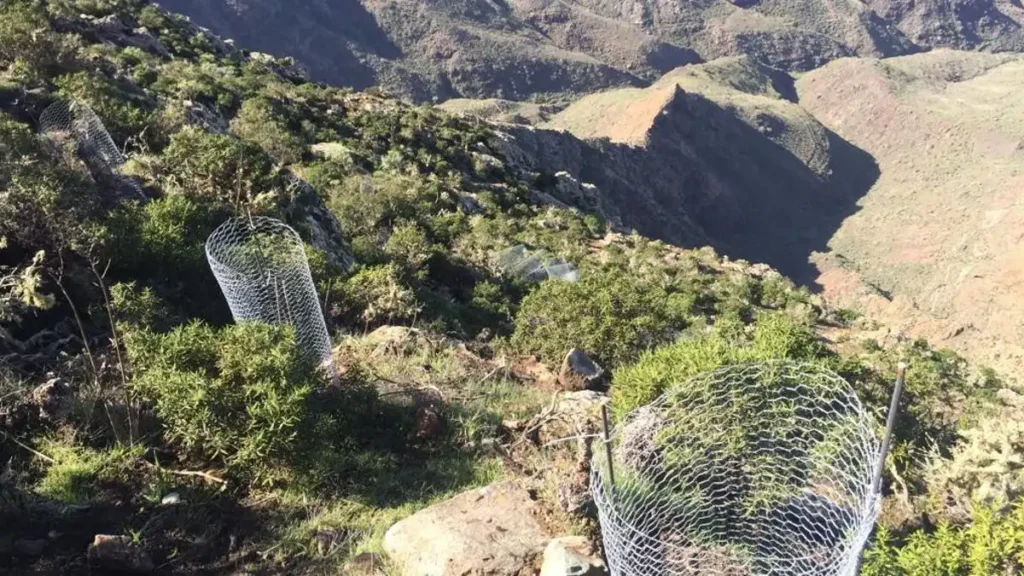 La Vida en Movimiento: Historias de Supervivencia en Gran Canaria