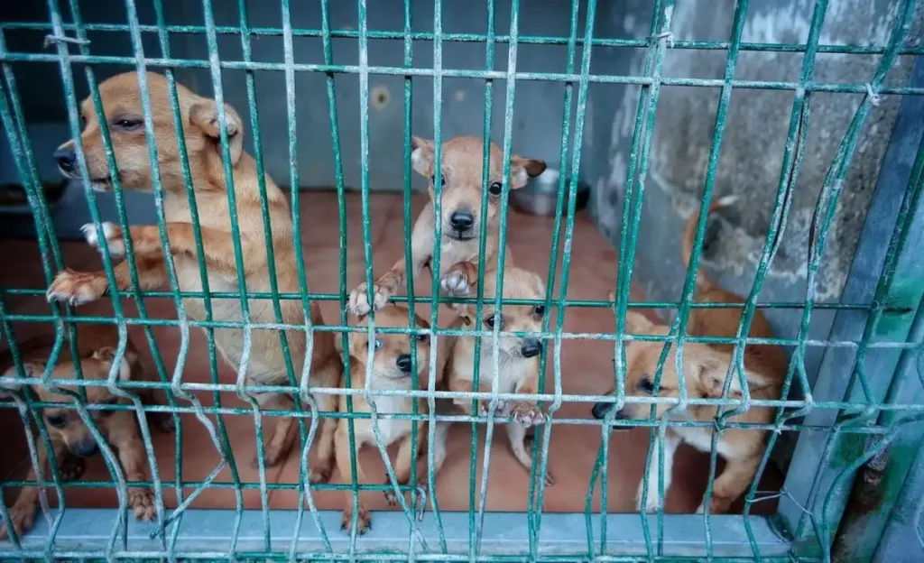 Tierra Azul: Un Nuevo Horizonte para la Protección Animal en Tenerife